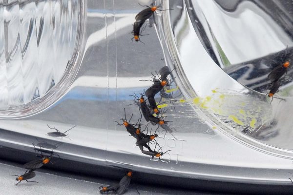 Best Way to Remove Bugs from Car