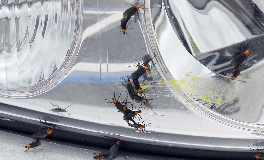 Best Way to Remove Bugs from Car